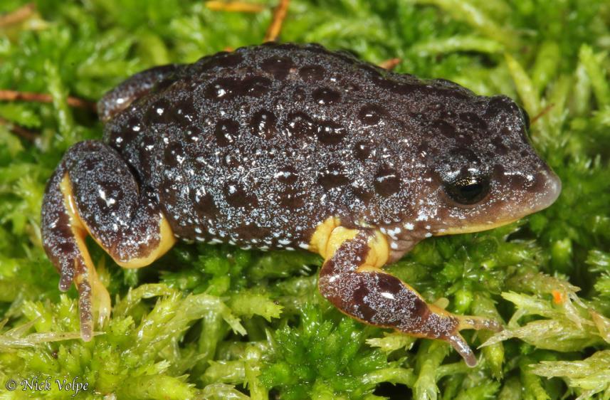 Bell frog (Litoria aurea)