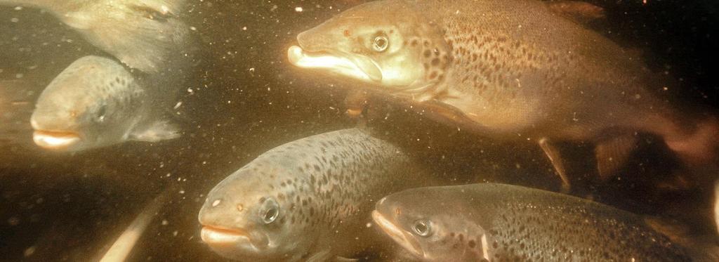 Recent developments & future trends Salmon Grow-Out Growth rate (> 1 kg): Stocking