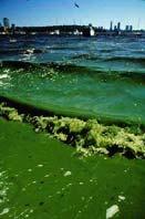 jpg Reactive Nitrogen Impacts Surface Waters Eutrophication of fresh and coastal waters - toxic algal blooms,