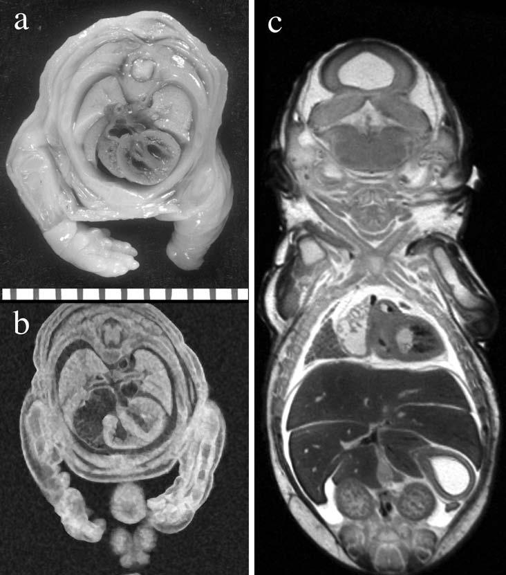 46 MARONPOT ET AL. TOXICOLOGIC PATHOLOGY FIGURE 5. An 18-day-old F344 rat fetus from a teratology study.