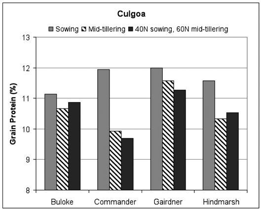 In terms of grain protein, Buloke results were similar at each N timing, whereas protein levels of Commander and Hindmarsh were reduced with the later applications (P=0.057, LSD 0.9%, CV 4.