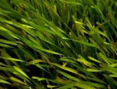 seagrass massmortality and