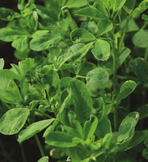 Genuity Roundup Ready Alfalfa allows you to drive more value per