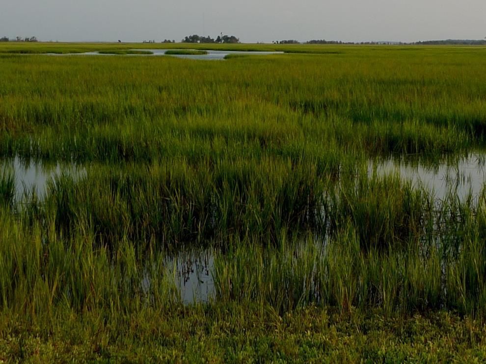Some Research Themes: Salt marsh grass (Spartina) and