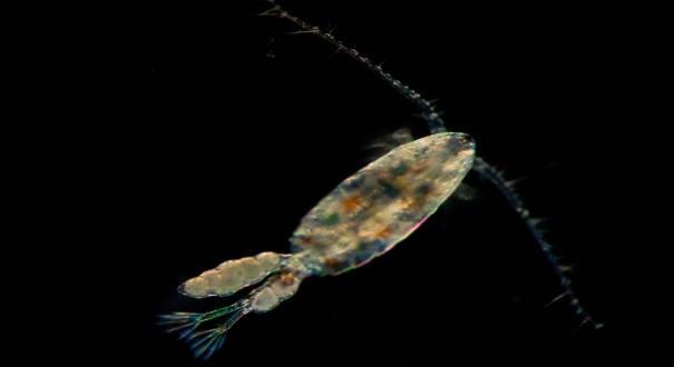 Zooplankton in