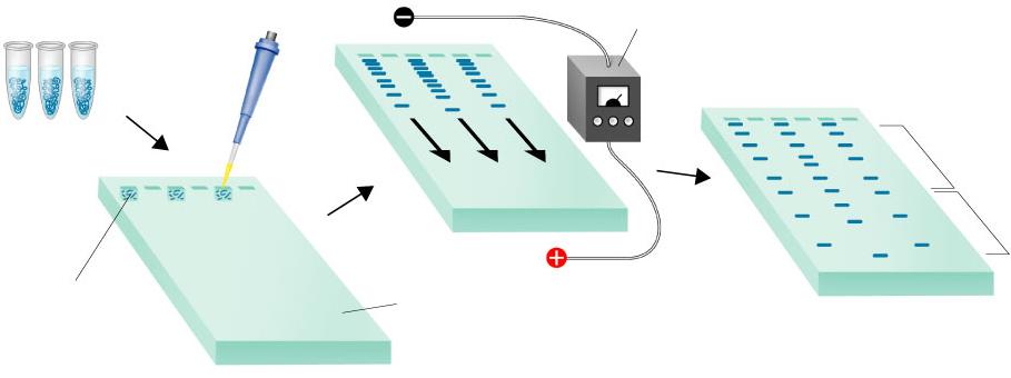 Gel Electrophoresis-is a method used to to separate a mixed population of DNA and RNA fragments by length, to estimate the size of DNA and RNA