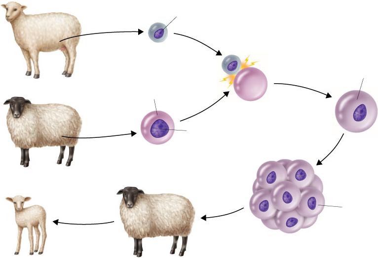 Cloning of the First Mammal A donor cell is taken from a sheep s udder. Egg Cell Donor Nucleus These two cells are fused using an electric shock.