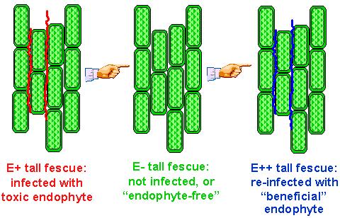 Non-Toxic Endophyte-Infected