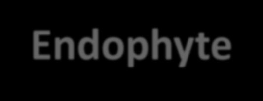 The Endophyte Neotyphodium coenophialum