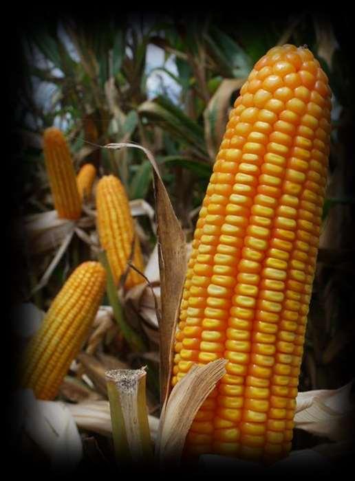 The Socio-economic and Environmental Impacts of LMOs: The Case of GM Corn in