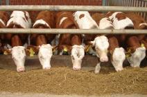 4 beef production systems Feed % in dry matter Management/