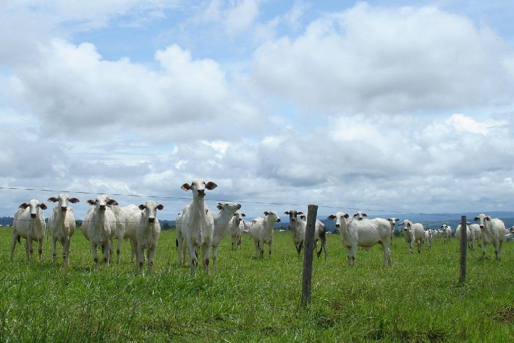 Increasing productivity in the pasture system More