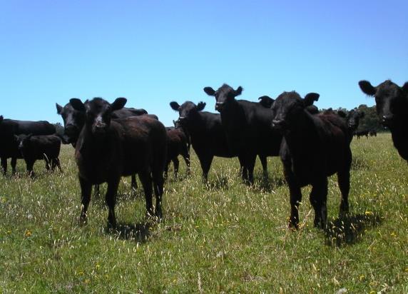 Reduction of mortality/disease Improved pasture