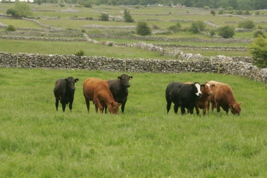 Fertilisation New pasture varieties >> more cows and