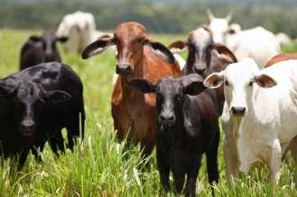 Cattle Ranching in Brazil Cattle is raised in various ways in Brazil.