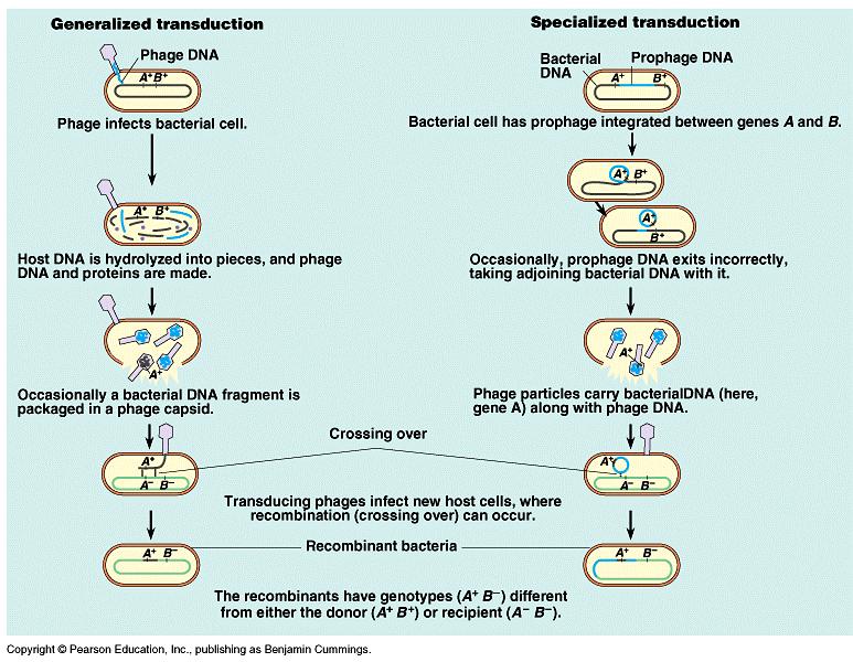 Both generalized and specialized transduction use phage