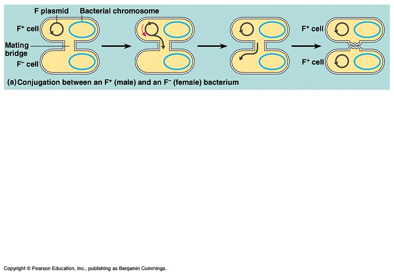 The F factor or its F plasmid consists of about 25 genes, most required for the production of sex pili.