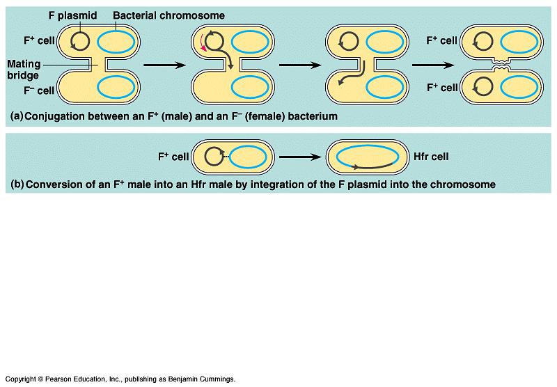 The plasmid form of the F factor can become integrated into the bacterial chromosome.