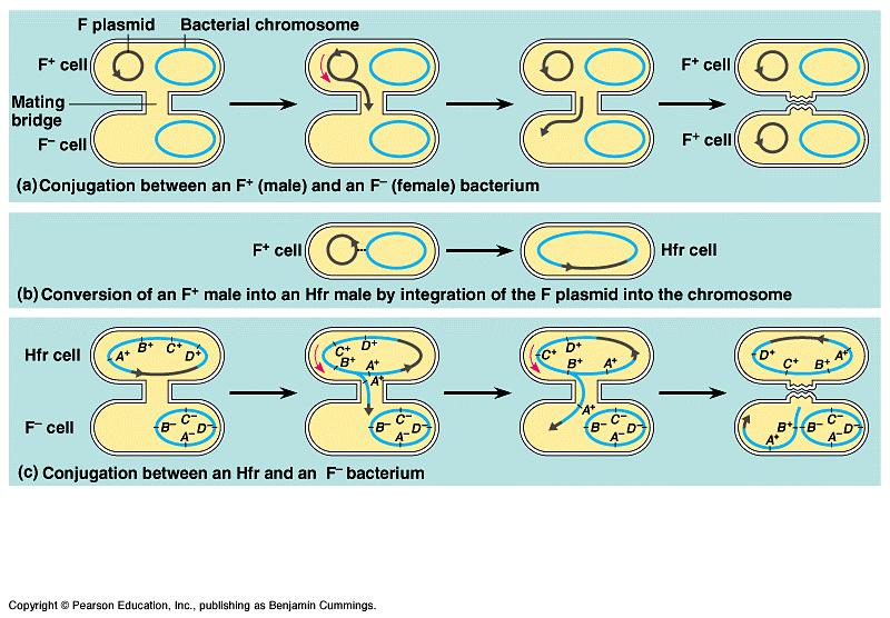 The Hfr cell initiates DNA replication at a point on the F factor DNA and begins to transfer the DNA copy from that point to its F - partner