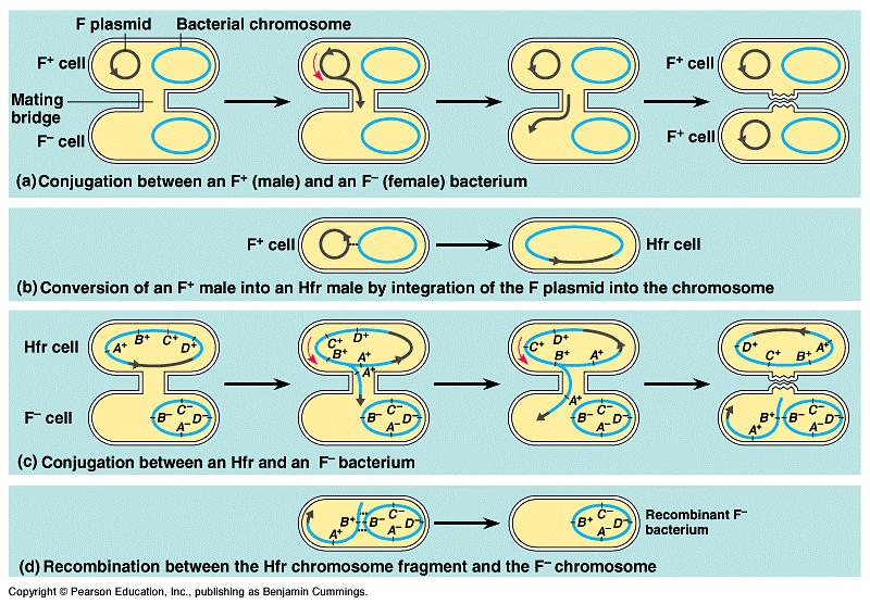 In the partially diploid cell, the newly acquired DNA aligns with the homologous region of the F - chromosome.