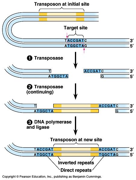 The transposase enzyme recognizes the inverted repeats as the edges of the transposon.