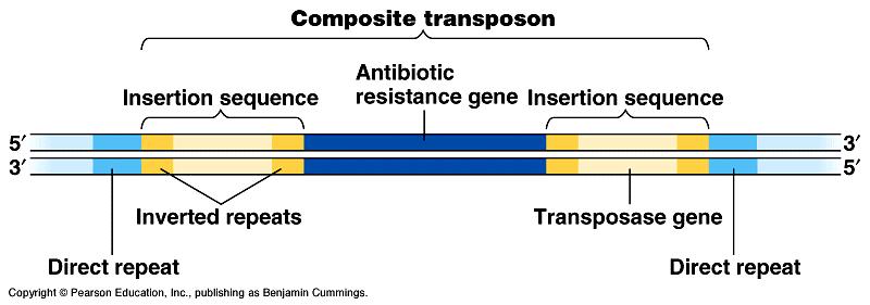 Composite transposons (complex transposons) include extra genes sandwiched between two insertion sequences.