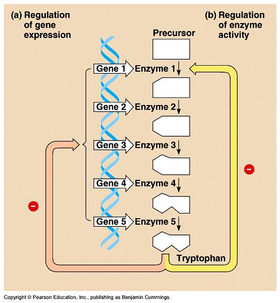 For example, the tryptophan biosynthesis pathway demonstrates both levels of control.