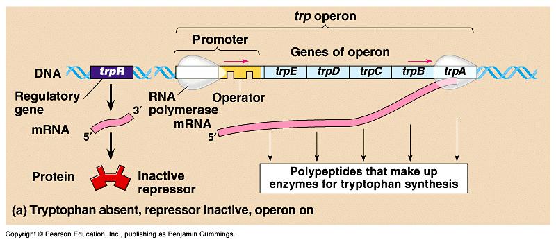 By itself, an operon is on and RNA polymerase can