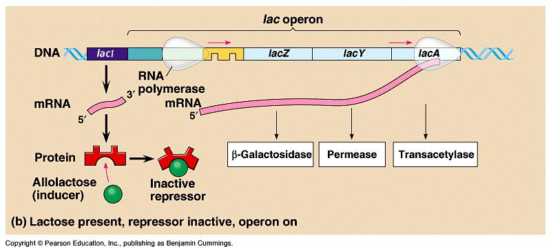 When lactose is present in the cell, allolactase, an isomer of lactose, binds to the