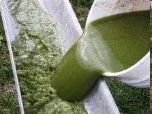 Algae, a photosynthetic, aquatic organism having a very high biomass production rate (more than