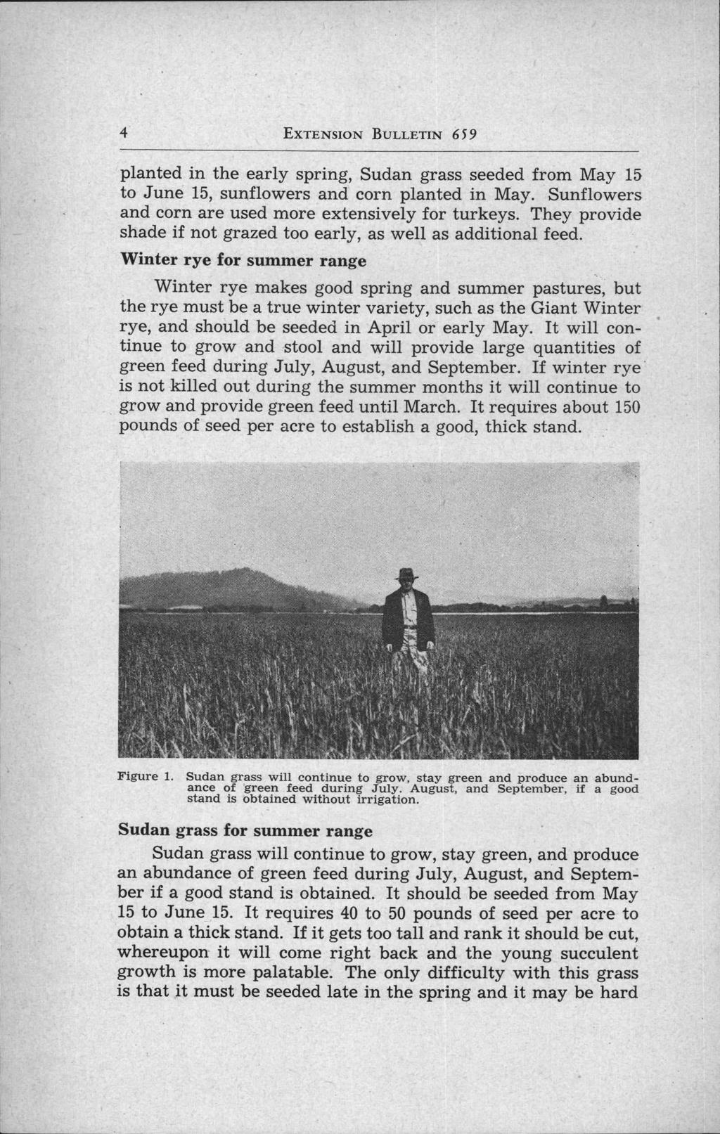 4 EXTENSION BULLETIN 659 planted in the early spring, Sudan grass seeded from May 15 to June 15, sunflowers and corn planted in May. Sunflowers and corn are used more extensively for turkeys.