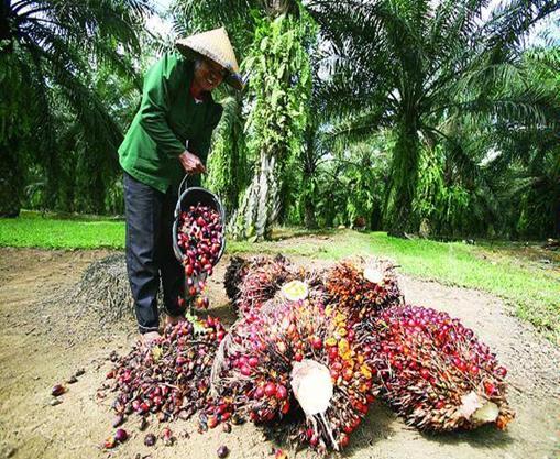 Sustainable palm oil and the private sector Indonesia is world s top producer of palm oil Partner with donors and buyers on