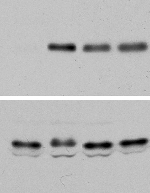 Supplemental Figure 2 A K242 K259 K271 K290 K569 Nt DNA binding NES Ct B S90 S284 S294 S300 S413 S425 T427 S574 _ UV H 2 O 2 HS P -T32 FOXO3 P -S413