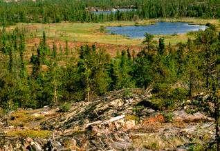Permafrost is affected by: Climate and Vegetation 140 120 100 Treeline Taiga Cordillera Boreal Cordillera Northern