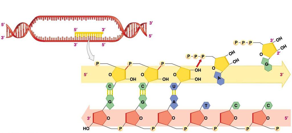 Non-template (coding) strand Template strand DNA RNA Phosphodiester linkage is formed by RNA polymerase after base pairing occurs