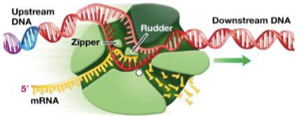 RNA Polymerase II attaches to DNA (initiation). 2.