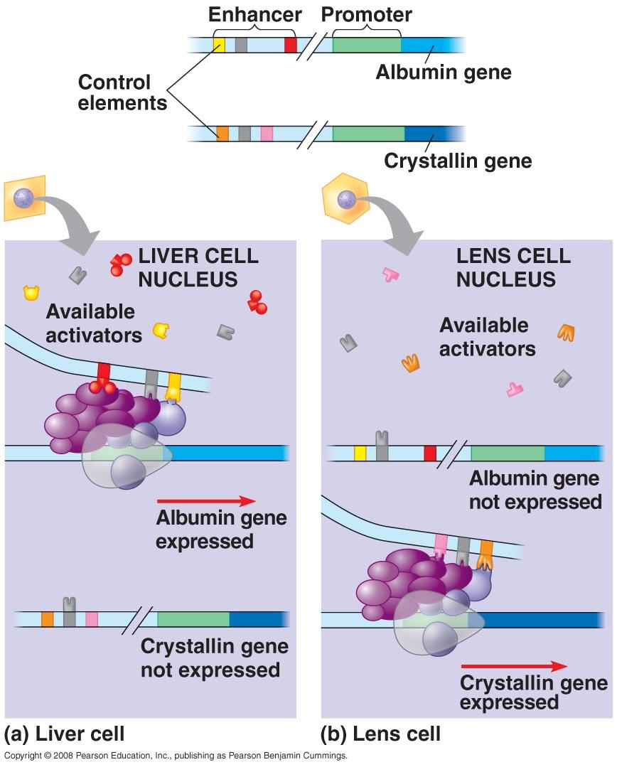 Controlling Gene Expression: Enhancers and Activators - Different genes have