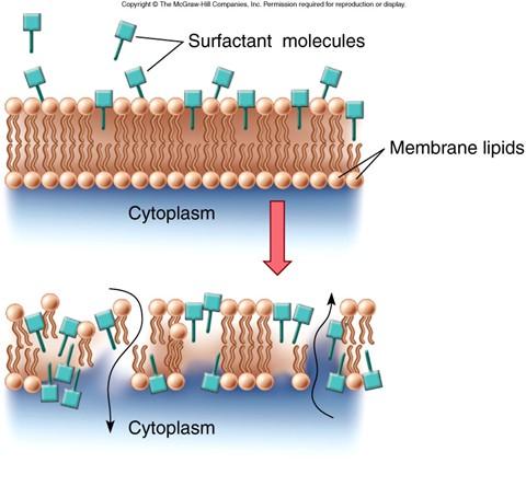 Cell membranes can be disrupted by detergents and