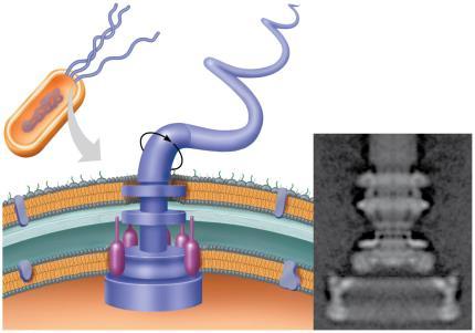 Bacterial Flagella Flagellum consist of a basal body, hook & filament Filament 20 nm Cell