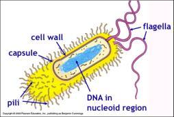 Prokaryotic Chromosome Prokaryotes typically have 1 circular DNA molecule that is the chromosome.