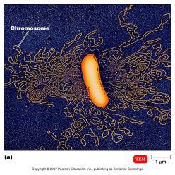 bacteria have 1 or more small, extrachromosomal, non-essential circular DNA molecules called