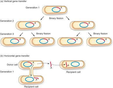 Sources of Genetic Diversity in Prokaryotes 3 general factors contribute to prokaryotic diversity: MUTATION changes in DNA sequences RAPID REPRODUCTION some prokaryotes can reproduce every 20 minutes
