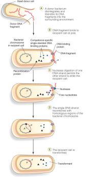 Transformation Under the right conditions, bacteria can take in external DNA fragments (or plasmids) by transformation.