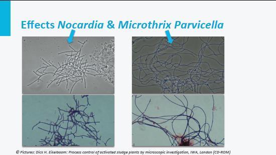 Both Nocardia and Microthrix Parvicella can cause extensive sludge foaming in activated sludge systems, mainly due to their hydrophobic cell surface that can attach to small air bubbles forming foam