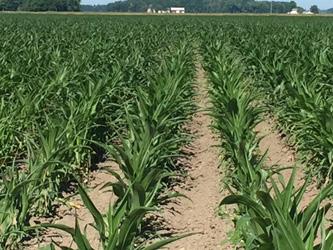 SunOpta Crop Report - July 2016 Michigan & Ontario Provided by Emily Shettler, Agronomy & Procurement Division Planting Conditions: Organic: The conditions remained dry for most of the great lakes