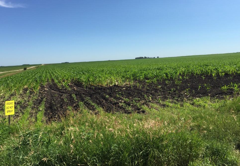 SunOpta Crop Report - July 2016 Southern Minnesota, Iowa, Illinois, Wisconsin Provided by Tony Schiller & Chad Stannard, Agronomy & Procurement Division Planting Conditions: Organic: Organic corn and