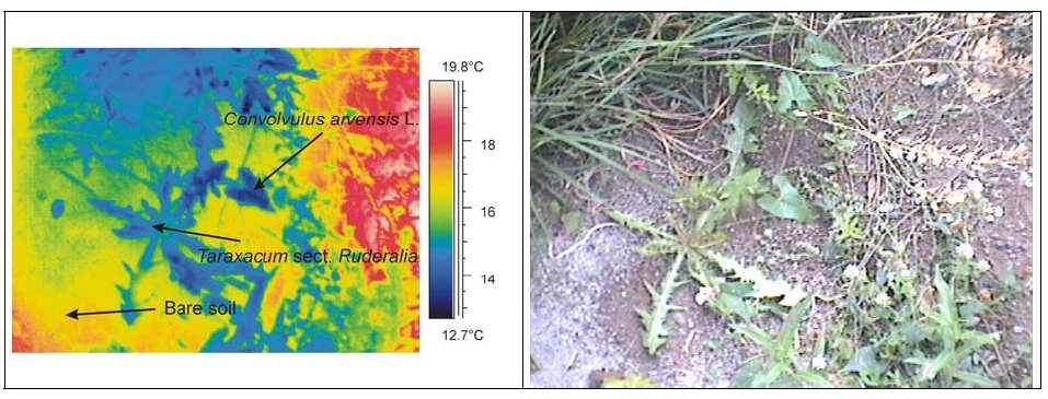 PHOTOES OF VEGETATION IN INFRARED AND VISIBLE SPECTRUM The cooling effect of