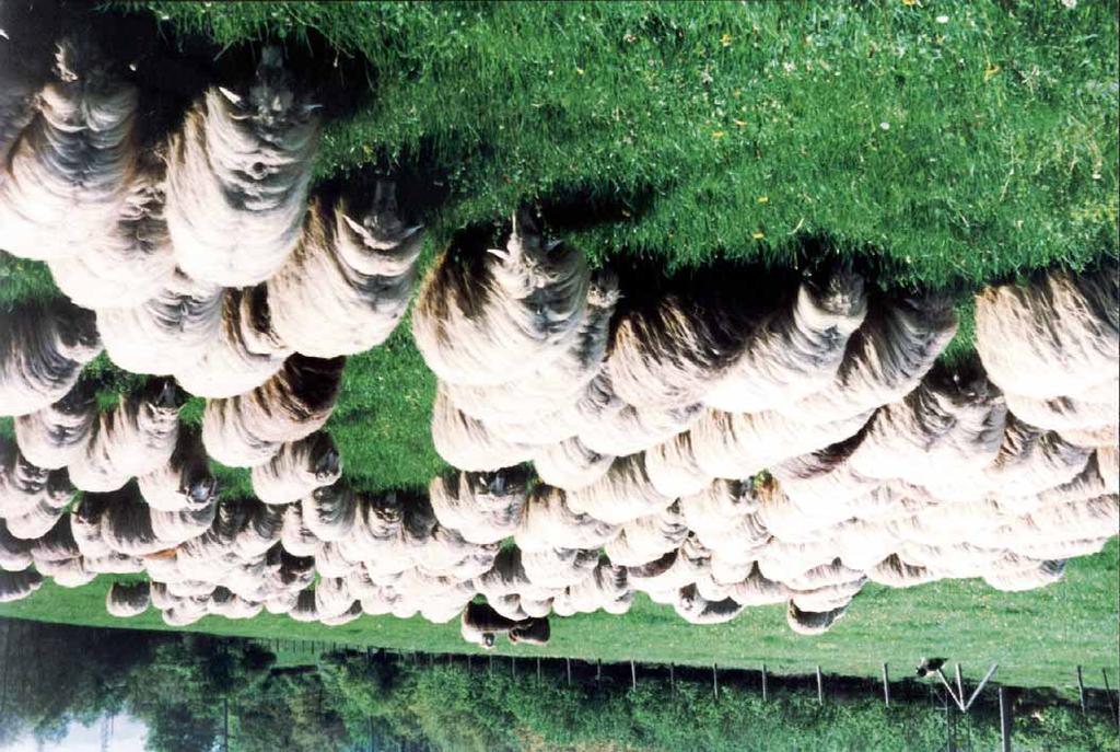 Herd of the KARAKACHANSKA BREED, Grazing in