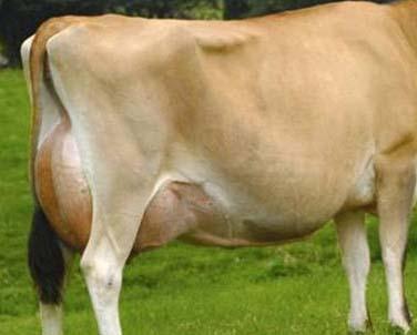 Bypass fat supplement for lactating animals Energy density of the ration of high yielding animals is usually low.