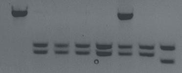 1 2 3 4 5 6 7 8 Figure 1. PCR fragments with primer TY3-CAPS: lane 1 is susceptible tomato line Fla. 7781; lane 3 is S.